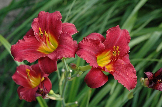 Daylily Bare Root Plants - Ruby Stella Variety - Hemerocallis - 25 Count