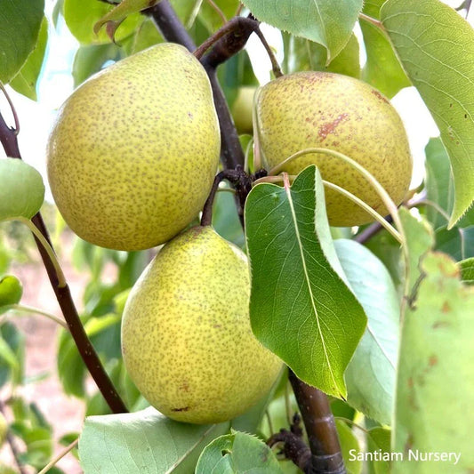 Honey Jar Asian Pear Tree, Bare Root, Very Sweet & Juicy, Early Harvest, Pyrus pyrifolia