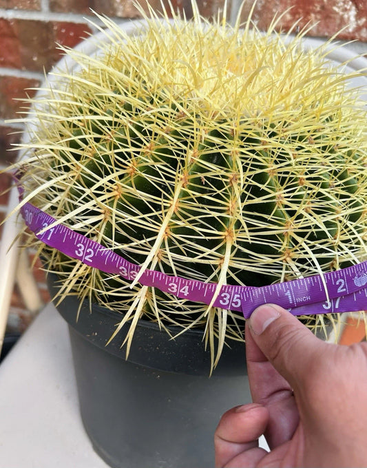 Giant XXL Golden Barrel Cactus, Echinocactus grusonii, 15+ lb, 34-35” Circumference, Stunning Desert Plant