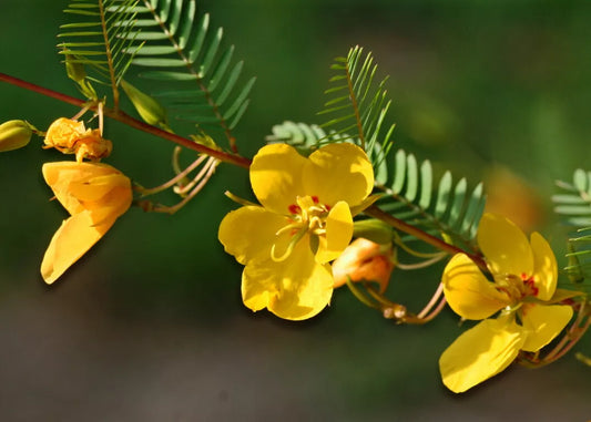 Partridge Pea Seeds - 254 Count - Sensitive Plant Seeds (Chamaecrista fasciculata) - Free Shipping on Any 15
