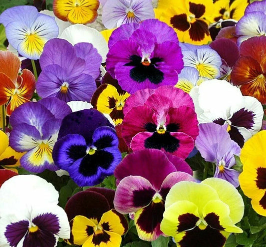Pansy Seeds 60+ Swiss Giant Mix Hardy Biennial Flower Garden Seed