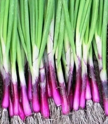 Scarlet Bandit Bunching Onion Seeds 200+ - Allium fistulosum - Vegetable Garden Salad Seeds
