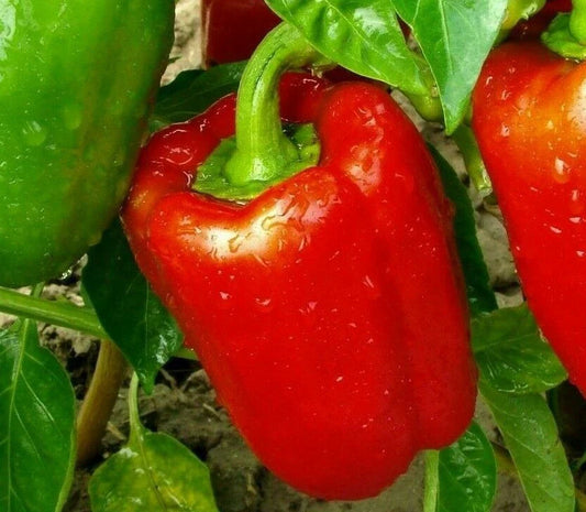 Red Bell Pepper Seeds 30+ Non-GMO Big Red Sweet Pepper Capsicum annuum