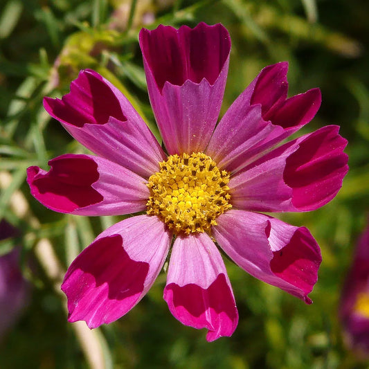 Cosmos Seeds - 150 Seeds - Sea Shells Variety - Cosmos bipinnatus - GroCo USA - Buy 15 for Free Shipping