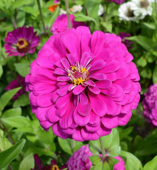 Zinnia Seeds - Dark Violet - Non-GMO for Songbirds, Butterflies, Hummingbirds, Bees - 100 Seeds