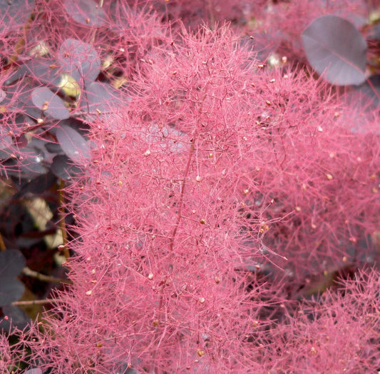 Purple Smoketree Seeds, 20 Count, Cotinus coggygria Purpureus, Ornamental Tree, Unique Foliage, Vibrant Purple Color