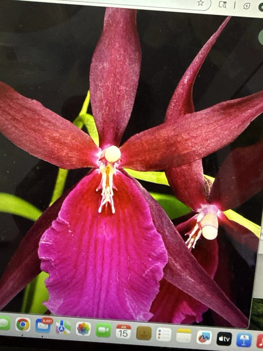 Orchid Plant Bare Root 1 Bulb Mtssa Royal Robe (Miltassia) - Tropical Flowering Orchid