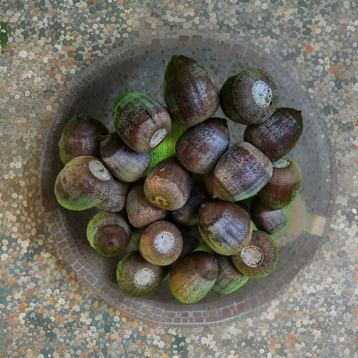 Shumard Oak Acorns 110 Pack Quercus Shumardii Native Tree Seeds 2024