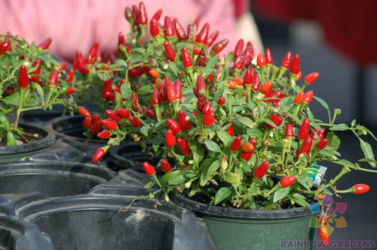Pequin Hot Pepper Seeds - 25+ Pack for Garden Planting - Capsicum annuum - USA Grown - Free Shipping