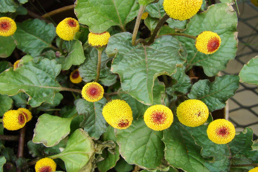 Paracress Seeds - Medicinal Herb, Toothache Plant, Herbal Healing, Spilanthes acmella - Tracking Included