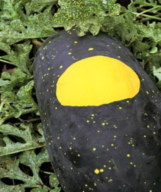 Red Moon and Stars Watermelon Seeds - Heirloom Variety - 15+ Seeds - Citrullus lanatus - Grow Up to 35lbs