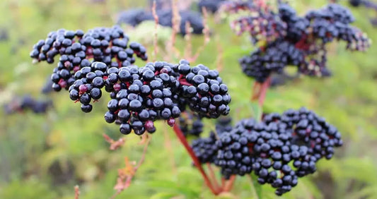 Elderberry Tree Live Plant 12" Quart Pot Black Elderberry Sambucus Nigra Outdoor Low Maintenance Spring Bloom
