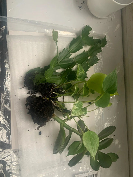 Rooted Indoor Plants Set - Jade, Cactus & Pothos Varieties - Perfect for Home Decor - Crassula ovata, Opuntia, Epipremnum aureum