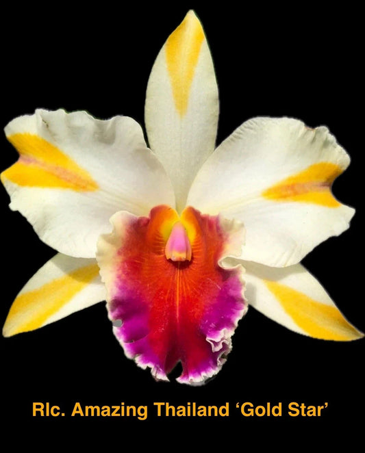Rhyncholaeliocattleya Orchid Plant 4" Amazing Thailand ‘Gold Star’ - Beautiful Blooming Orchid for Home Decor