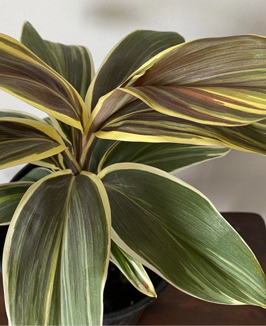 Cordyline Plant - Rooted Chocolate Queen Ti Leaf - Tropical Foliage - Cordyline fruticosa