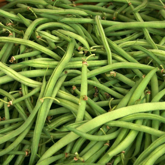 Kentucky Wonder Green Bush Bean Seeds 50 Ct Heirloom NON-GMO Vegetable Garden Seeds Phaseolus vulgaris