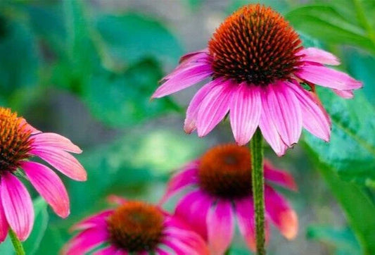 Echinacea Purpurea Coneflower Seeds, 100 Seeds, Medicinal Herb, Purple Flowers, Perennial Plant