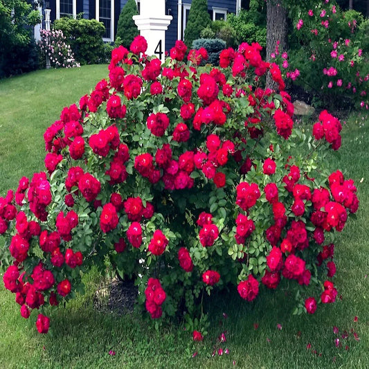 Japanese Red Rose Bush Flower Seeds - Rosa Rugosa Rubra - Hardy Garden Plant