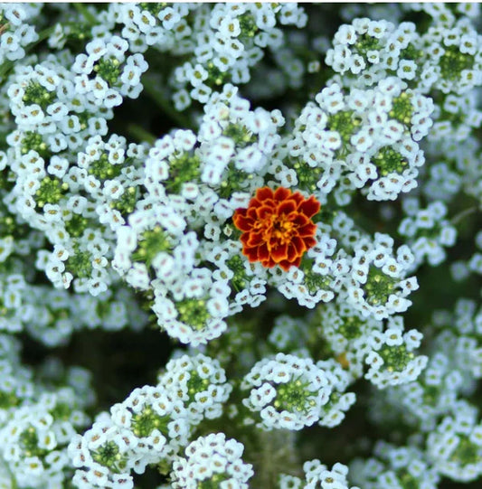 Sweet Alyssum Seeds - Tall White Tender Perennial Heirloom - Non-GMO - 1000 Seeds - Great for Gardens and Pollinators