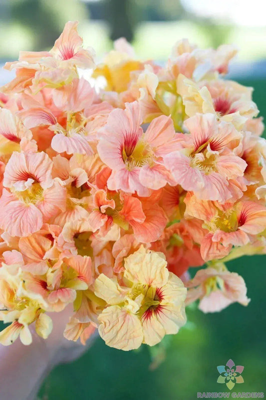 Salmon Gleam Nasturtium Seeds - 50+ Pack for Garden Planting - Tropaeolum majus - Fast Shipping USA