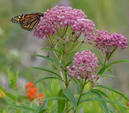 Rose Milkweed Seeds (50 Seeds) - Asclepias incarnata - Native Pollinator Plant, Butterfly Garden, Perennial Flower Seeds