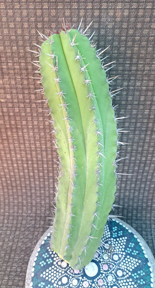 Polaskia Chichipe Cactus Cutting H12 - Unique Succulent Plant - Perfect for Indoor Decor - Rare Cactus Variety