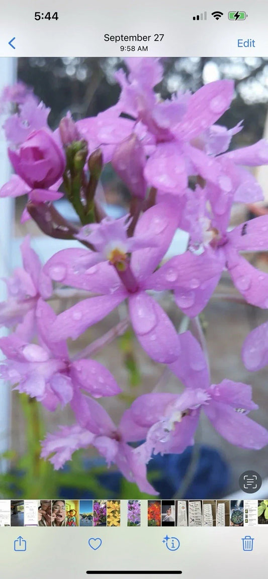 Rooted Epidendrum Orchids - Purple Variety - 6 to 10 Inches - Epidendrum spp.