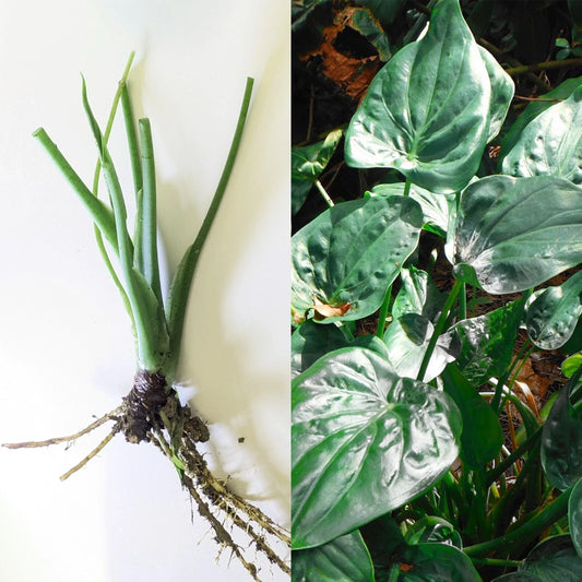 Live 7" Alocasia Cucullata Chinese Dwarf Elephant Ear Bare Plant - Semi-Upright