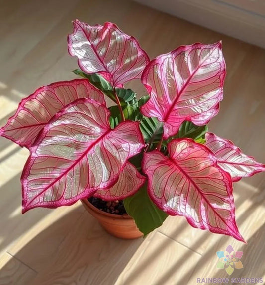 Coleus Seeds - 25+ Pink Edged Variety - Perfect for Garden Planting - Coleus scutellarioides