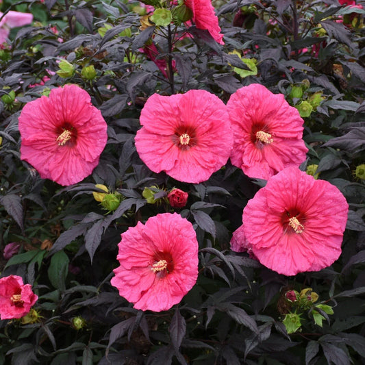 Bush Hibiscus Plant, 2.5" Pot, Evening Rose Pink Flower, Hibiscus rosa-sinensis, Hardy Variety