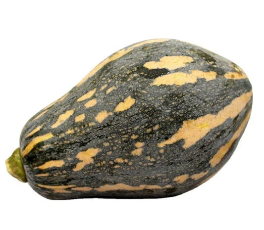 Taro Flavor Pumpkin Seeds - 10+ XiangYu Nangua Chinese Winter Squash Hybrid F1 - USA Grown