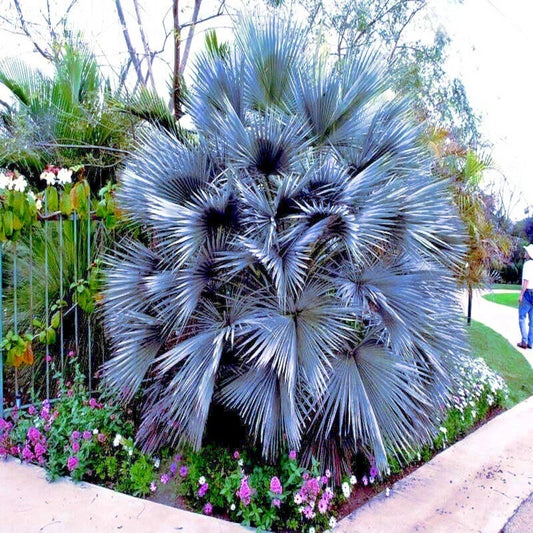 Mexican Blue Hesper Fan Palm Tree Seeds - Cold Hardy Grey Goddess Variety - Tropical Plant Seeds