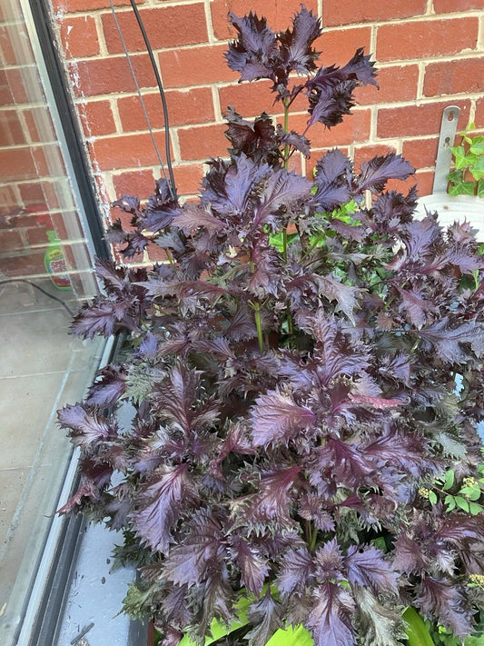 Rooted Shiso Perilla Plants - 8 Pack - Green Culinary Herb - Perilla frutescens