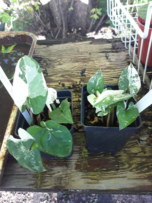 Variegated Arrowhead Vine Plant - Syngonium Albo Variegated - Indoor Houseplant for Home Decor and Air Purification