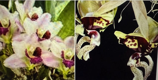 Orchid Plant 2 Bulb Set - Stan Oculata & Harria x Ang. - Bare Root - No Tag - Unique Varieties for Collectors
