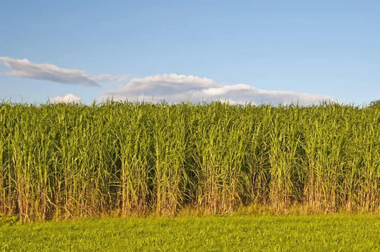 Switchgrass Seeds - 1,000 Count - Fast Growing Prairie Grass - Panicum virgatum