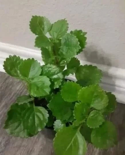 Swedish Ivy Plant Ready to Grow with Roots | Plectranthus verticillatus | Lush Green Indoor/Outdoor Foliage