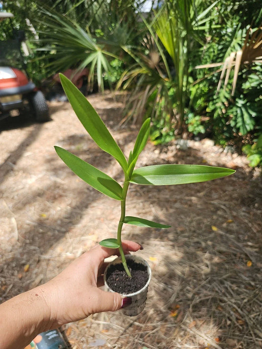 Epidendrum radicans Orchid Plant - Orange Dschungle Dancing Lady - Reed Stem - Blooming Houseplant