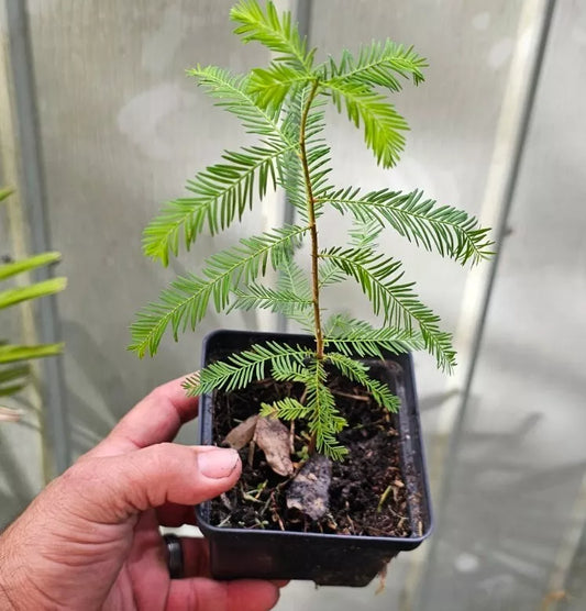 Bald Cypress Tree Seedlings 10-18" Tall (Taxodium distichum) 2-Pack Bare Root for Garden Landscaping