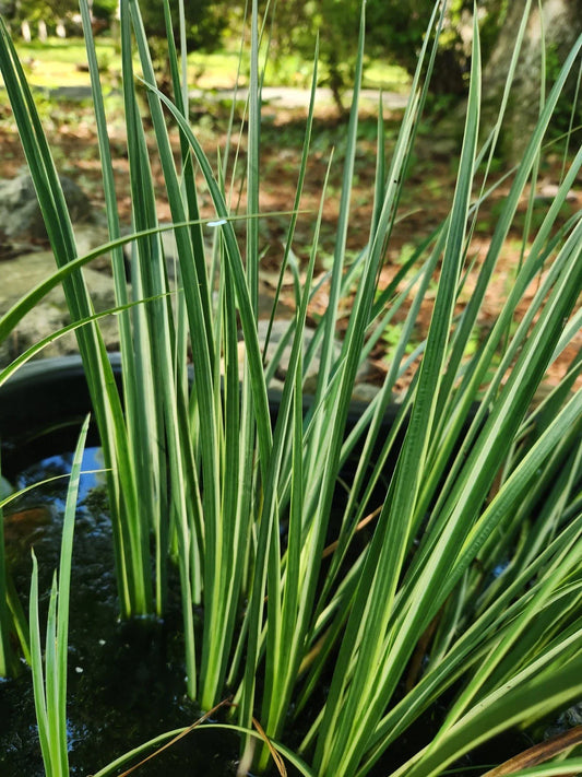 Variegated Sweet Flag Aquatic Marginal Pond Plant - 3 Bare Root - Acorus graminius