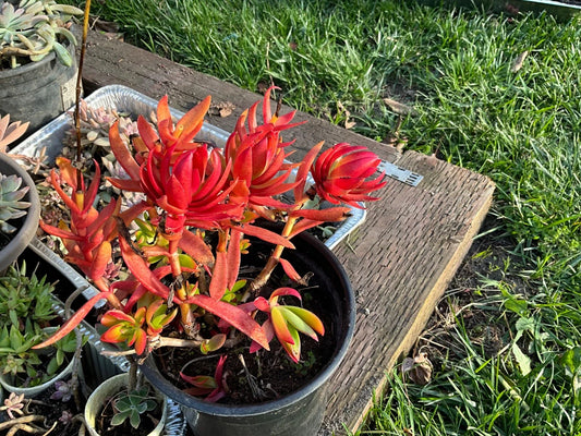 Crassula 'Campfire' Succulent Cuttings - 3 Healthy Cuttings - Colorful Succulent Plant for Indoor or Outdoor Decor