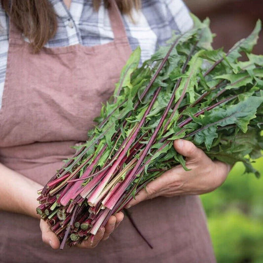 Red Stem Endive Seeds - Italian Dandelion Heirloom, Non-GMO Chicory Seeds with Tracking
