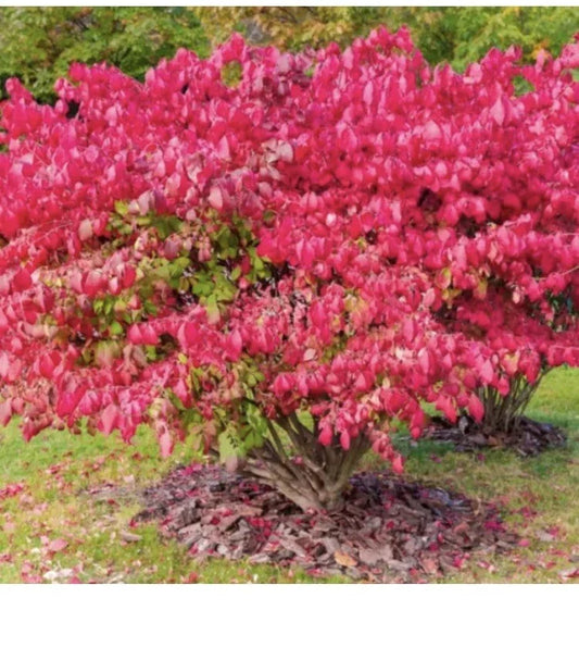 Dwarf Burning Bush Shrub - Live Plant - Bare Root - 9”-12” - Euonymus alatus