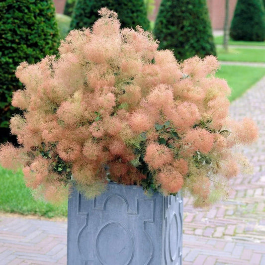 Young Lady Smoke Bush Seeds - 20 Pre-Stratified Seeds - Cotinus coggygria - Free Shipping