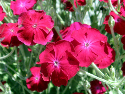 Rose Campion Seeds, 155 Count, Magenta Flowers, Fuzzy White Leaves, Lychnis coronaria