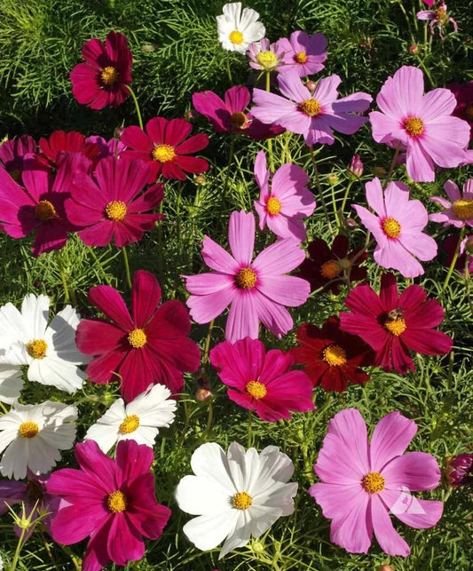 Dwarf Cosmos Seed Mix - Short & Compact, Colorful Flowers, Pollinator Friendly, Cosmos bipinnatus