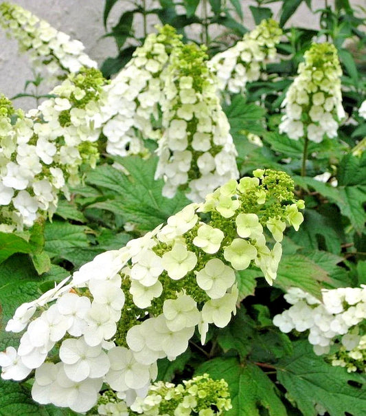 Hydrangea Live Plant - 5-6" Tall - Snow Queen Variety - Quercifolia - Ships Without Pot