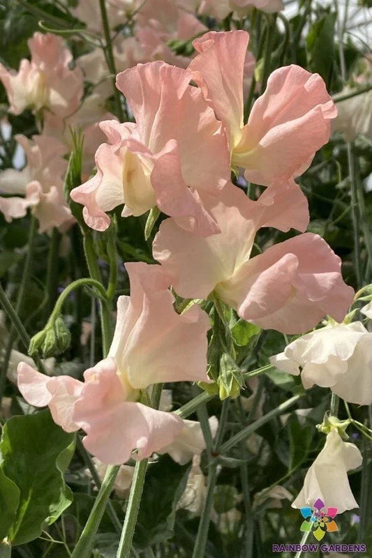 Heaven Scent Sweet Pea 50 Seeds - Fragrant Garden Flowers - Lathyrus odoratus - USA
