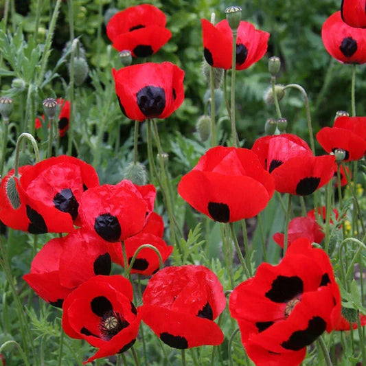 Crimson Red Poppy Seeds - Lady Bug Variety, Non-GMO, 500 Seeds - Papaver rhoeas
