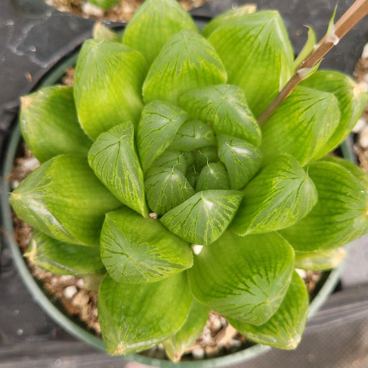 Set of 2 Live Succulent Plants - Haworthia Cuspidata 'Star Window' - 4" Bare Roots